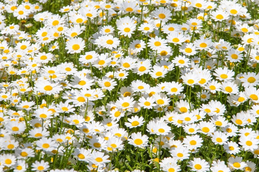 Champ de camomille